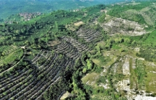 Bozuk orman alanları ekonomiye kazandırılıyor