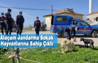 Jandarma Sokak Hayvanlarına Sahip Çıktı