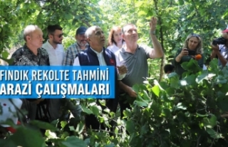 Samsun’da Fındık Rekolte Tahmini Arazi Çalışmaları