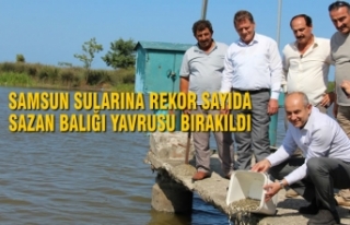 Samsun Sularına Rekor Sayıda Sazan Balığı Yavrusu...