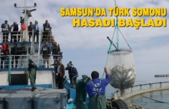 Samsun’da Türk Somonu Hasadı Başladı