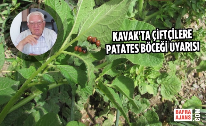 Kavak'ta Çiftçilere Patates Böceği Uyarısı