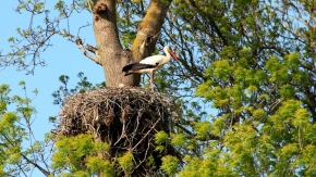 Kızılırmak Deltası Kuş Cenneti Ziyaretçilerine Doğal Yaşam Vaadediyor